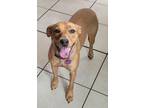 Adopt Riley a Black Mouth Cur, Terrier