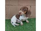 Chocolate & tan piebald