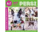 Adopt Persi a Bull Terrier