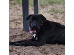 Adopt Zeta a Bullmastiff, Cane Corso