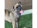 Adopt Porkchop a Pug, Beagle