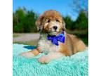 Mutt Puppy for sale in Statesville, NC, USA