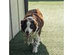 Adopt Dusty a Border Collie