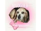 Adopt Marigold a Beagle, Mixed Breed