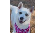 Adopt Tala a Husky