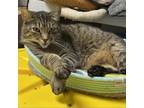 Adopt Abby a Domestic Short Hair