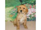 Golden Retriever Puppy for sale in Mercersburg, PA, USA