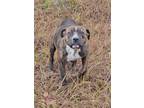 Adopt Hazel a Pit Bull Terrier