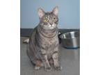 Adopt Elizabeth Swan a Domestic Short Hair