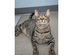 Adopt Honey a Domestic Short Hair