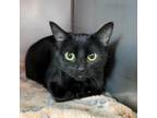 Adopt Wanda a Domestic Short Hair