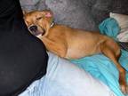 Adopt Ahsoka a Pit Bull Terrier
