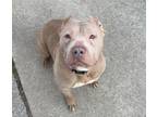 Adopt Sahara a Pit Bull Terrier