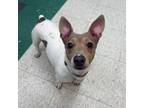 Adopt Chelsea a Rat Terrier, Mixed Breed