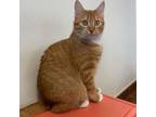 Adopt Destiny a Domestic Short Hair