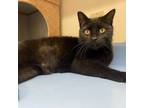 Adopt Jingles a Domestic Short Hair