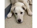 Adopt Dottie a Labrador Retriever, Husky