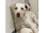 Adopt Comet a Labrador Retriever, Husky