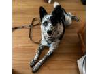 Adopt Flexo a Australian Cattle Dog / Blue Heeler, Australian Shepherd