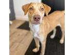 Adopt Mantis a Labrador Retriever, Beagle