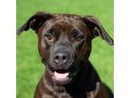 Adopt Shadow a Pit Bull Terrier