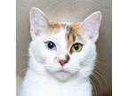 Adopt Bella a Domestic Short Hair