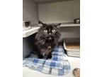 Adopt Misty a Domestic Long Hair