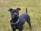 Adopt brandy a Rottweiler, Pit Bull Terrier