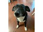 Adopt Lucy (in foster) a Border Collie