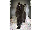 Adopt Annie a Domestic Short Hair