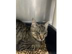 Adopt Monkey a Domestic Short Hair