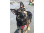 Adopt Kora a German Shepherd Dog