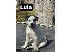 Adopt Lula a Australian Cattle Dog / Blue Heeler