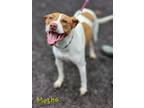 Adopt Mocha a Jack Russell Terrier, Terrier