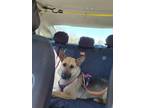 Adopt Allie a German Shepherd Dog