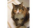 Adopt Mittens a Domestic Long Hair, Domestic Short Hair