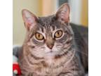 Adopt Vinalhaven a Domestic Short Hair