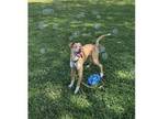 Adopt Gretel a Pit Bull Terrier, Spaniel