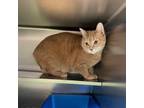 Adopt Mona a Domestic Short Hair