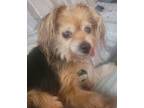 Adopt Dora a Yorkshire Terrier