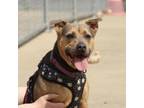 Adopt Pepper a Pit Bull Terrier, Shepherd