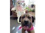 Adopt Sparta a Mastiff