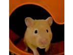 Adopt Ginger a Hamster