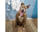 Adopt Baby a Pit Bull Terrier, Retriever