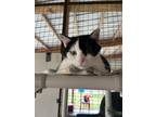 Adopt Tina a Domestic Short Hair