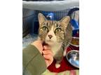 Adopt Luna a Domestic Short Hair