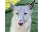 Adopt Layla a White German Shepherd