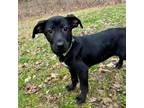 Adopt Shirley a German Shepherd Dog, Black Labrador Retriever