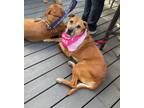 Adopt Calliope a Retriever, Mixed Breed