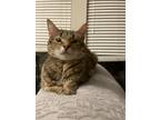 Adopt Idabelle19 a Domestic Short Hair